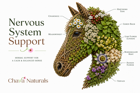 Harmonious Nervous System Support Herbs for Horses