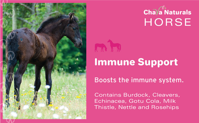 Immune Support for Horses